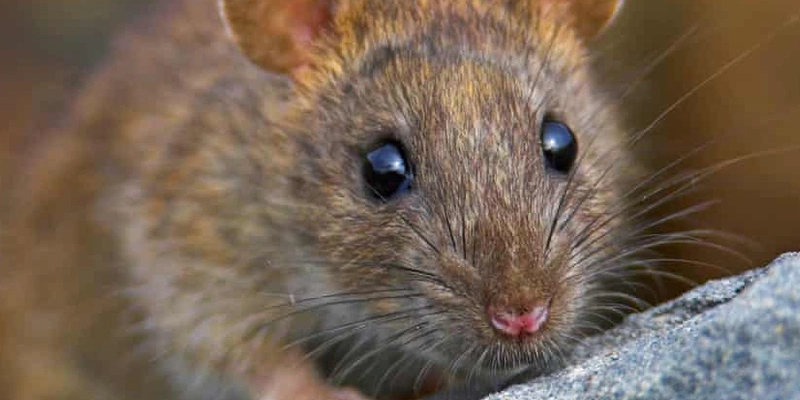 Mơ thấy chuột đánh số mấy? Giải mã điềm báo và con số may mắn