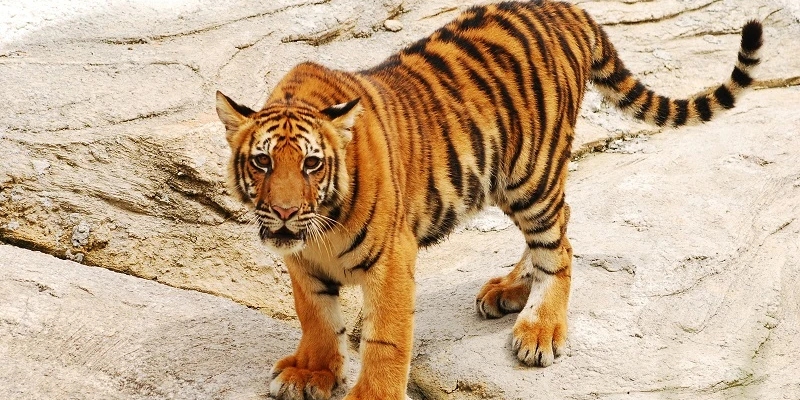 Mơ thấy con hổ đánh số mấy? Lý giải giấc mơ và tìm con số may mắn